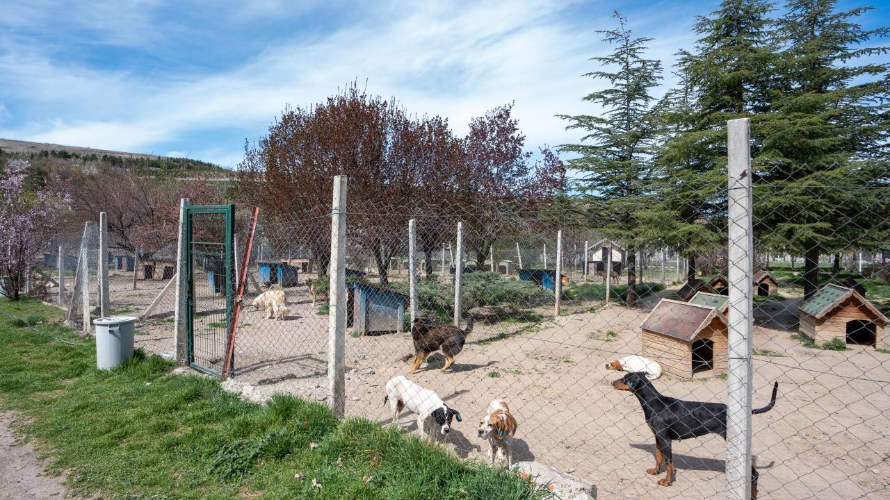 Bahçesinde 180 köpeğe bakan kişiye 1 milyon 731 bin 600 lira para cezası kesildi