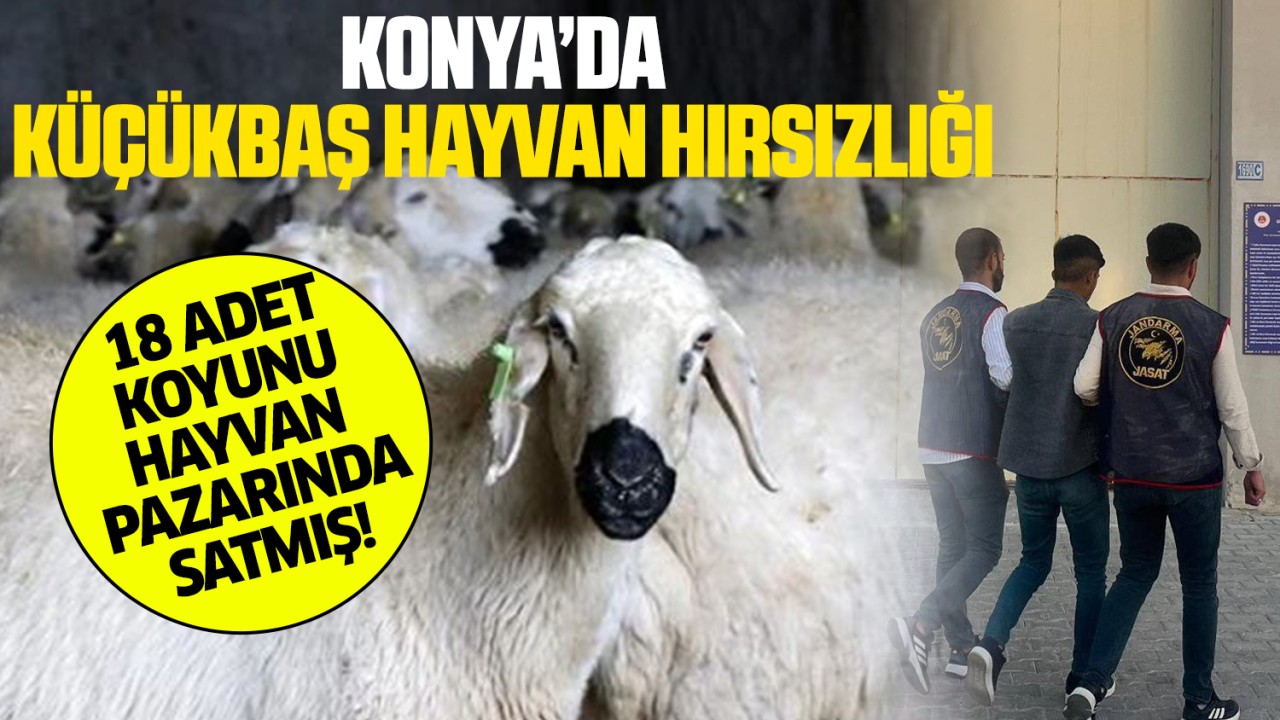 Konya’da küçükbaş hırsızlığı! 18 adet koyunu hayvan pazarında sattı!