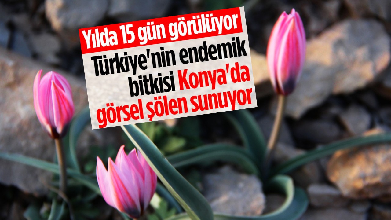 Yılda 15 gün görülüyor! Türkiye'nin endemik bitkisi Konya'da görsel şölen sunuyor