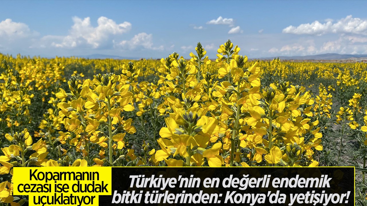 Türkiye'nin en değerli endemik bitki türlerinden: Konya'da yetişiyor!  Koparmanın cezası ise dudak uçuklatıyor