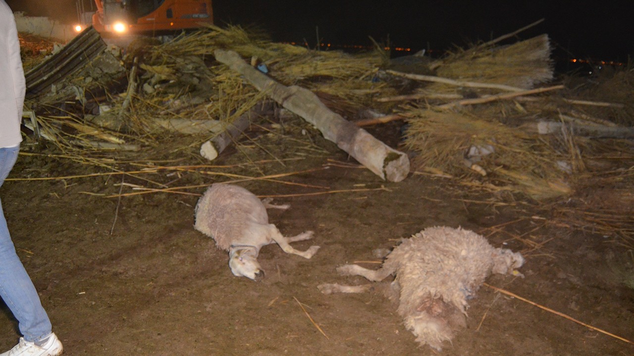 Ahır çöktü: 50 küçükbaş hayvan öldü