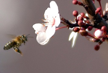 Bal arısı ırkları gen bankasıyla korunacak