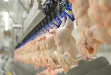 Tavuk eti üretimi yıllık yüzde 2,7 arttı