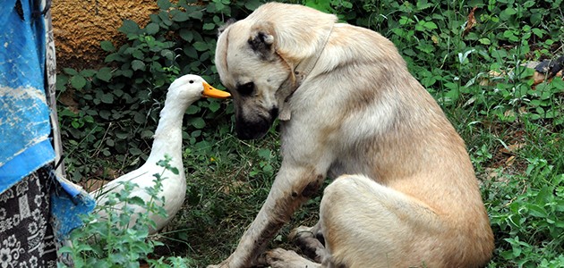 Ördek ile köpeğin şaşırtan dostluğu