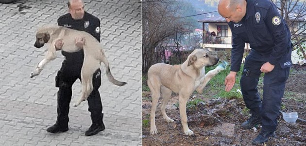 Polisin kucağında taşıdığı yaralı köpek iyileşiyor