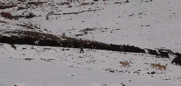 Konya’da keçi sürülerinin kar üstündeki yürüyüşü
