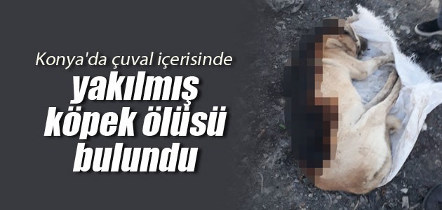 Konya’da çuval içerisinde yakılmış köpek ölüsü bulundu