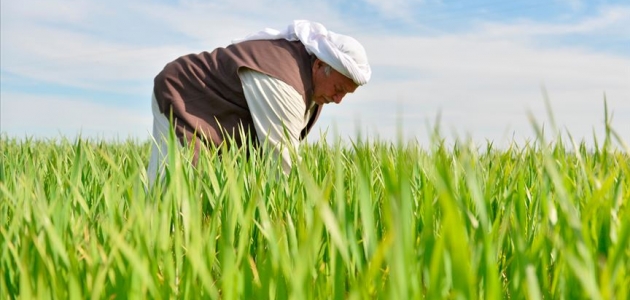 Diyarbakır’da buğday ve arpa üreticisini sevindirdi