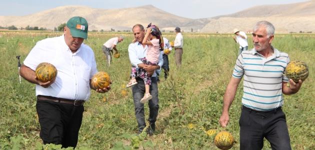 Karaman’da hasadı başlayan kavun üreticinin yüzünü güldürüyor