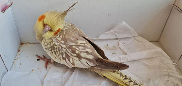 Yaralı bulunan sultan papağanı tedaviye alındı  