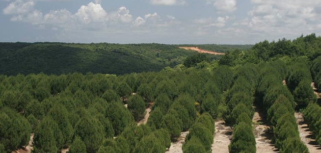 Türkiye ağaçlandırmada Avrupa’da birinci oldu