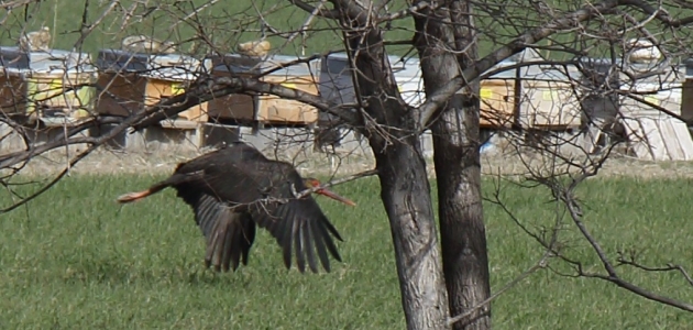 Konya’da konaklayan halkalı kara leylek gözlemleniyor