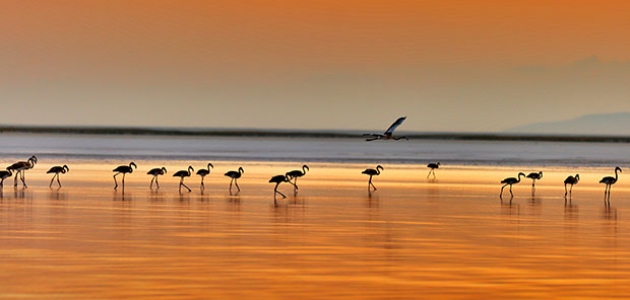 Flamingolar Tuz Gölü’ne gelmeye başladılar