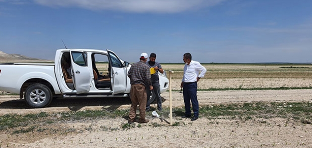 Karapınar’da tarlalarda zararlılara karşı biyoteknik mücadele sürüyor