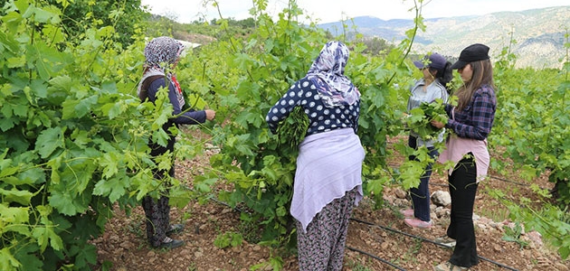 Asma yaprağı üreticiyi sevindiriyor