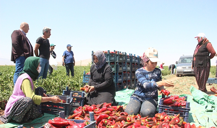 Üretilen salçalık biberler 7 ile gönderiliyor