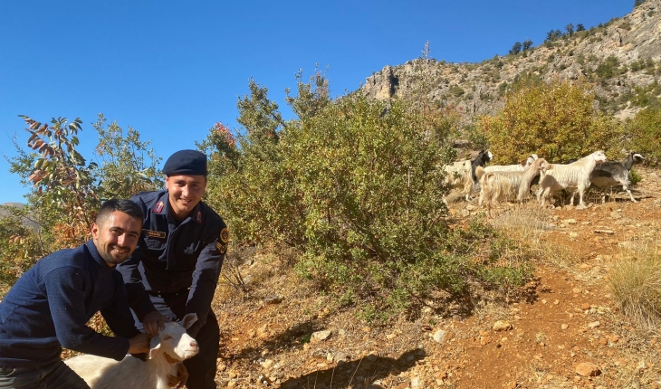 Jandarma kayıp keçileri drone ile buldu