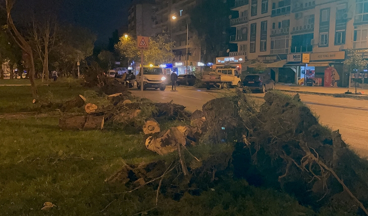 İzmir’de şiddetli rüzgar nedeniyle çok sayıda ağaç devrildi