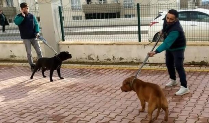 Küçük Asiye’ye saldıran köpekler iddianamede “silah“ sayıldı