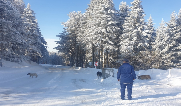 Aç kalan köpeklere jandarma şefkati