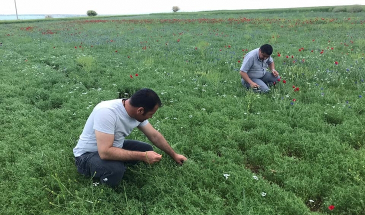 Beyşehir'deki nohut ve ayçiçeği ekili alanlarda saha taraması