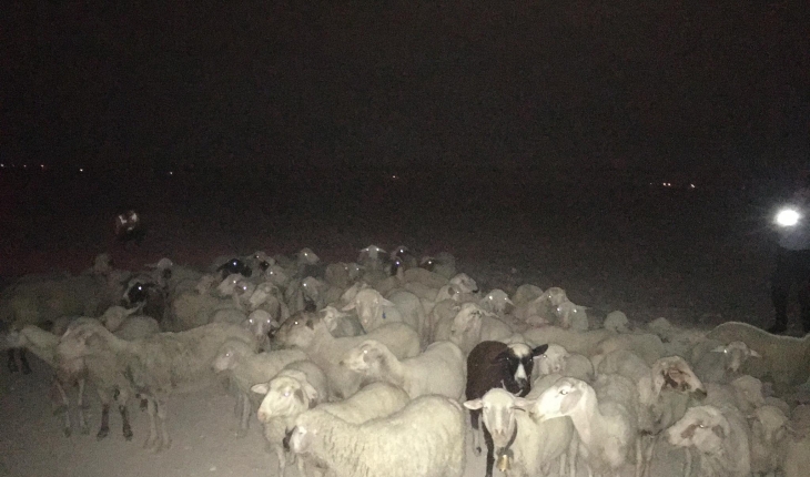 Kaybolan koyunları GES çalışanları buldu
