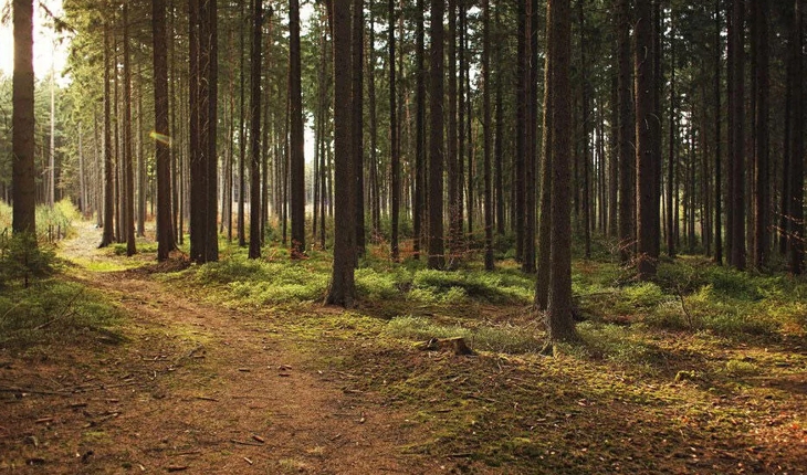 Karaman’da orman alanlarına girişler 30 Eylül’e kadar yasaklandı