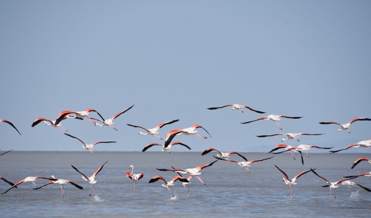 Tuz Gölü’ndeki flamingoların korunması için önlem