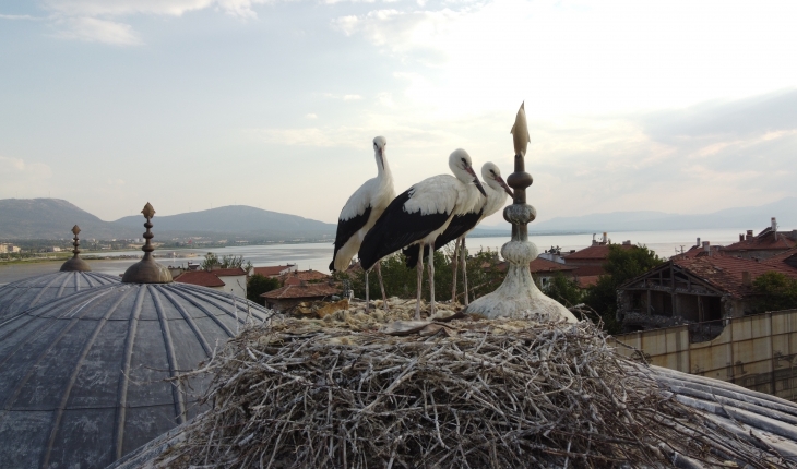 Tarihi bedesten üzerine yuva yapan leylekler ilgi odağı haline geldi