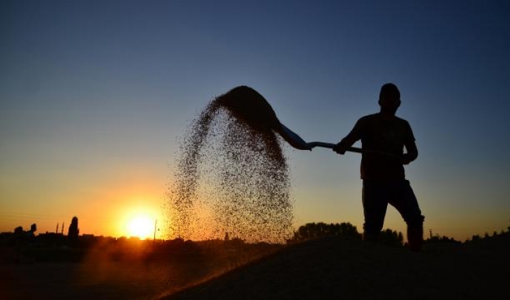 Tarımda planlı ekim dönemi: Sözleşmeli tarımın detayları belli oldu