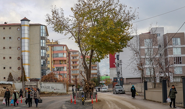 Genişletilen yolun ortasında kalan dut ağacına dokunulmadı