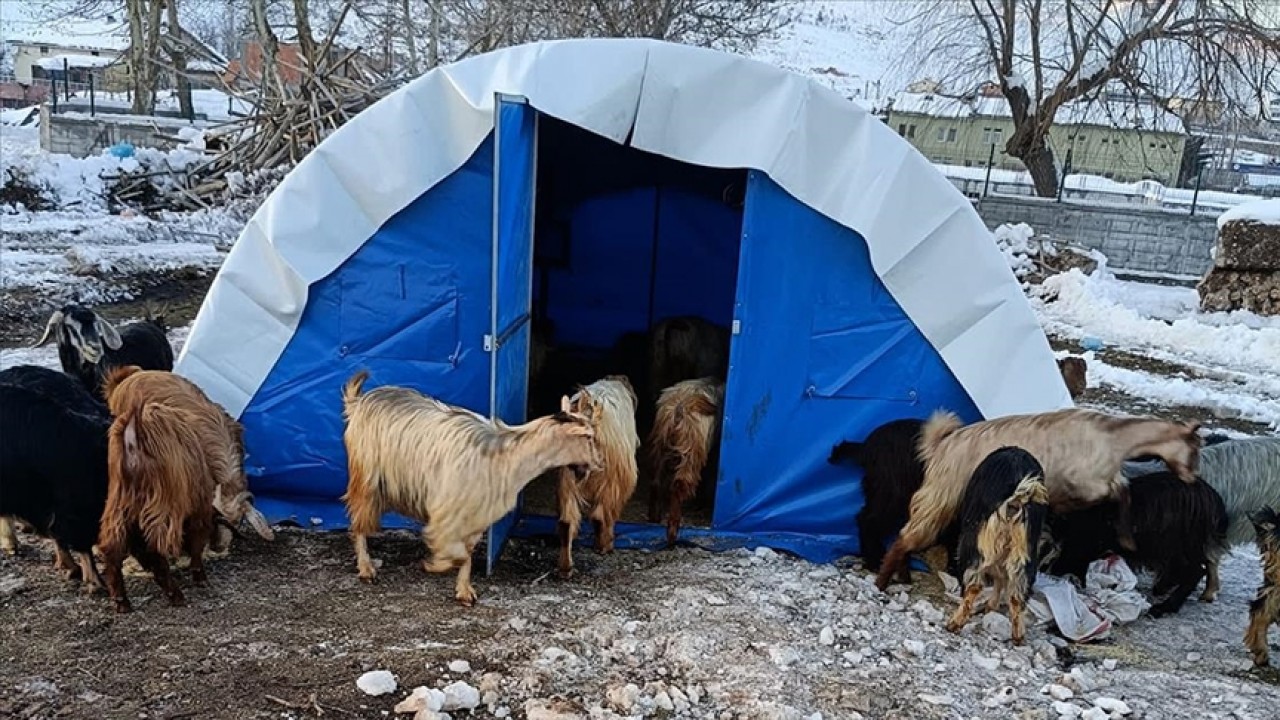 Deprem bölgesinde hayvanlar için yem desteği verilecek