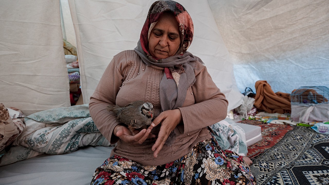 Çadıra yerleşen depremzede aile, kekliklerini de unutmadı