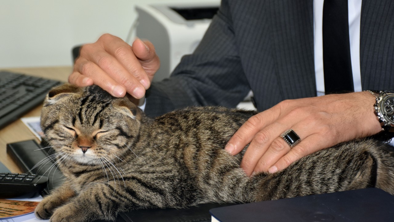 Kedi “Mebbis“ Milli Eğitim Müdürlüğünün maskotu oldu