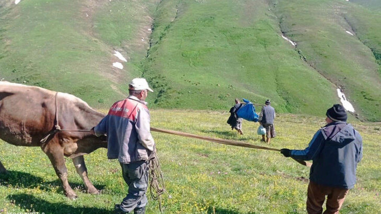 Yaylada kar kütleleri arasında sıkışan inek, 18 saatte kurtarıldı