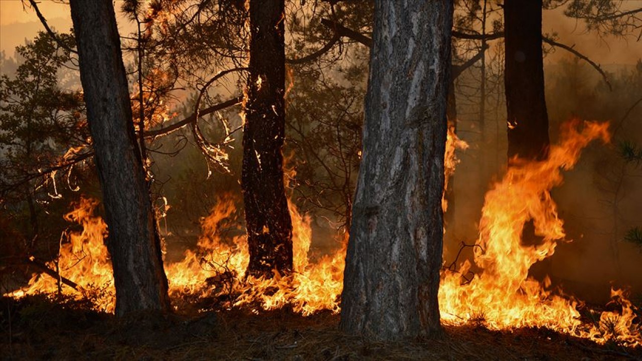 Orman yangınlarının yüzde 48’i ihmal, dikkatsizlik ve kaza sonucu çıktı
