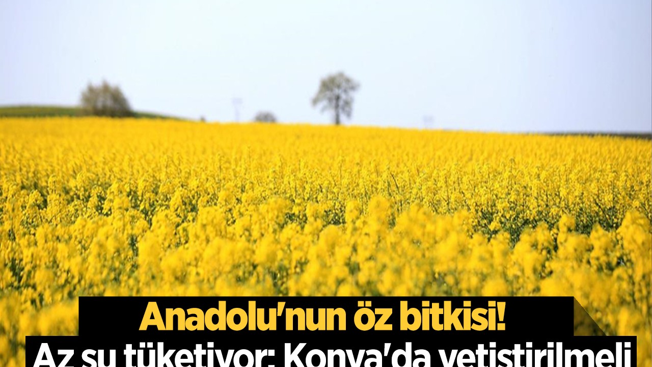 Anadolu’nun öz bitkisi! Az su tüketiyor: Konya’da yetiştirilmeli