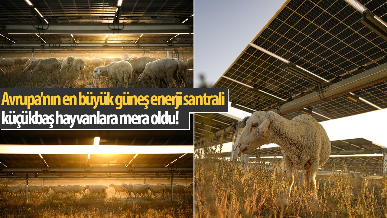 Avrupa’nın en büyük güneş enerji santrali  küçükbaş hayvanlara mera oldu!