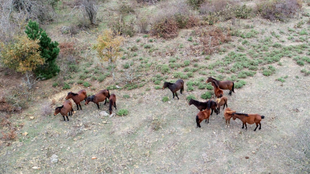 Özgürlüğün simgesi yılkı atları doğaya ayrı güzellik katıyor