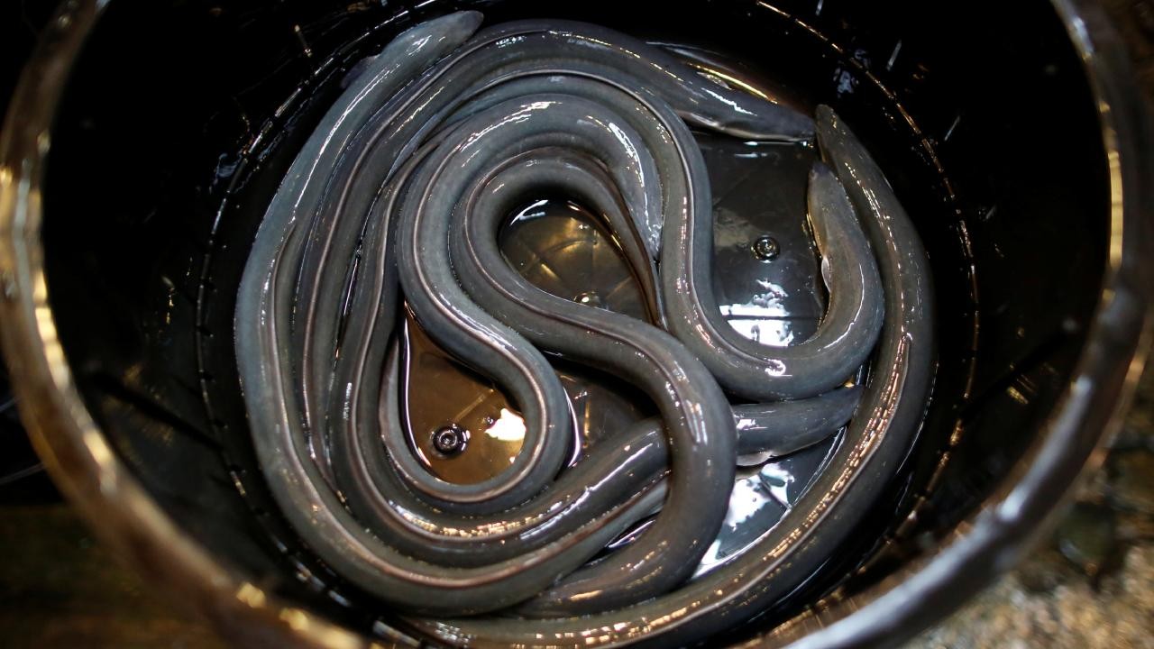 Elektrikli yılan balıkları, verdikleri akımla canlılarda gen aktarımına sebep olabilir