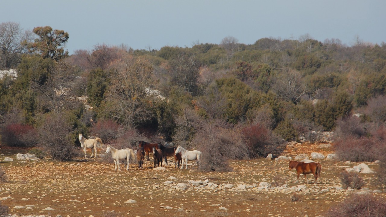 Beyşehir Gölü’ndeki yabani atların yaşadığı adada doğa yürüyüşü düzenlendi
