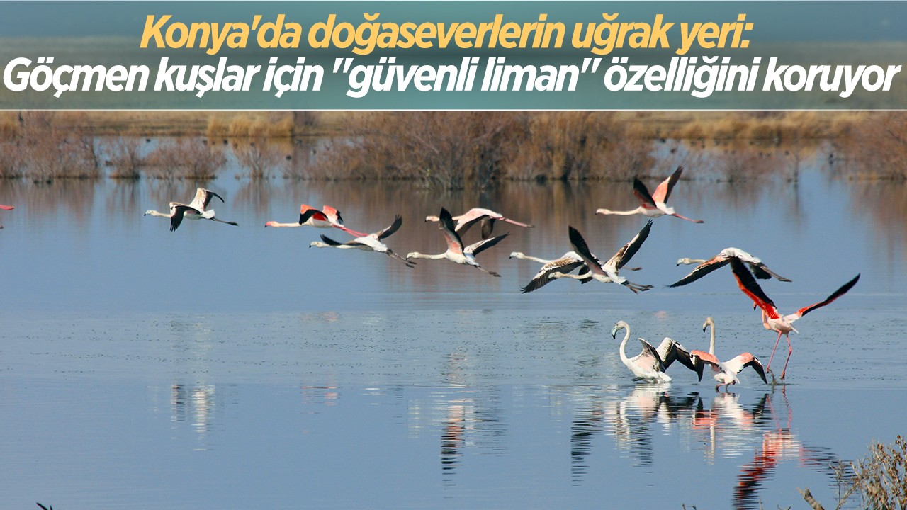 Konya’da doğaseverlerin uğrak yeri: Göçmen kuşlar için  “güvenli liman“ özelliğini koruyor
