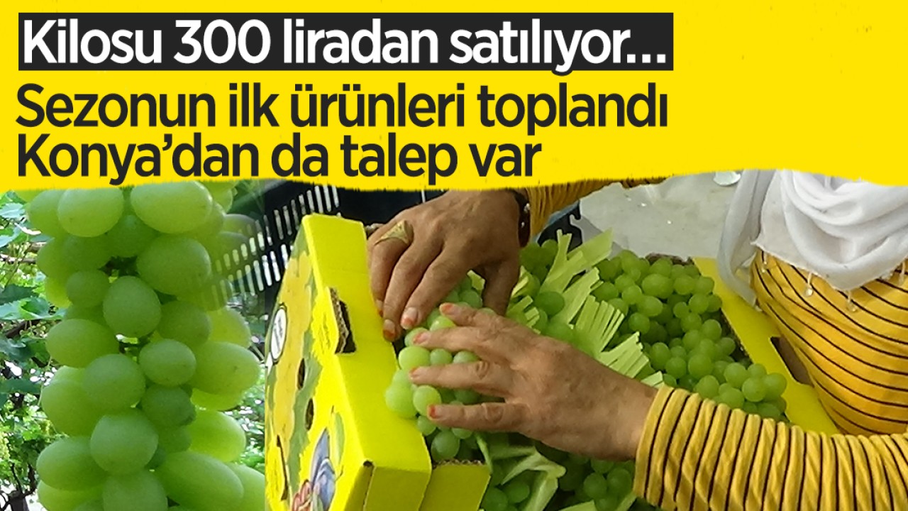 Kilosu 300 liradan satılıyor… Sezonun ilk ürünleri toplandı: Konya’dan da talep var 