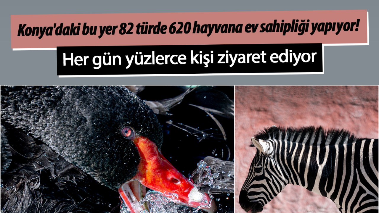 Konya'daki bu yer 82 türde 620 hayvana ev sahipliği yapıyor! Her gün yüzlerce kişi ziyaret ediyor 