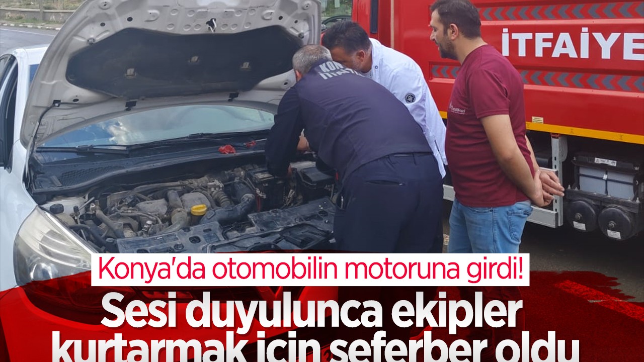 Konya’da otomobilin motoruna girdi!  Sesi duyulunca ekipler kurtarmak için seferber oldu