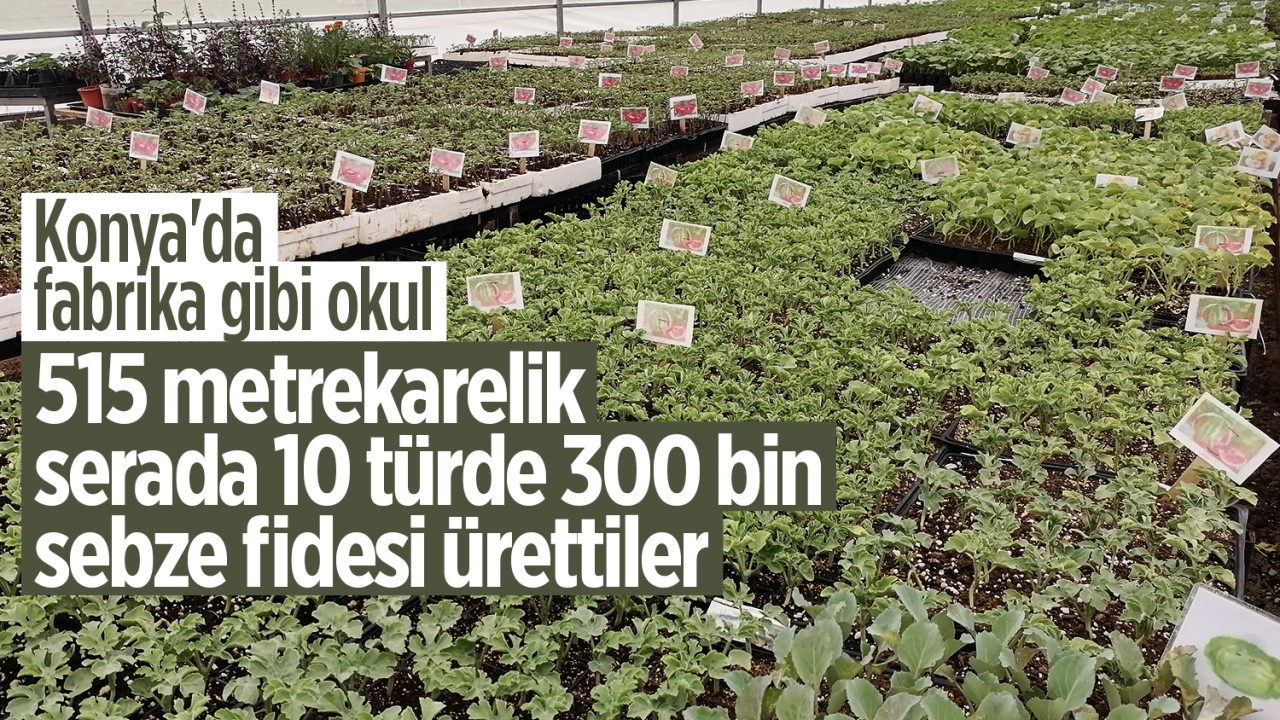 Konya'da fabrika gibi okul: 515 metrekarelik serada 10 türde 300 bin sebze fidesi ürettiler