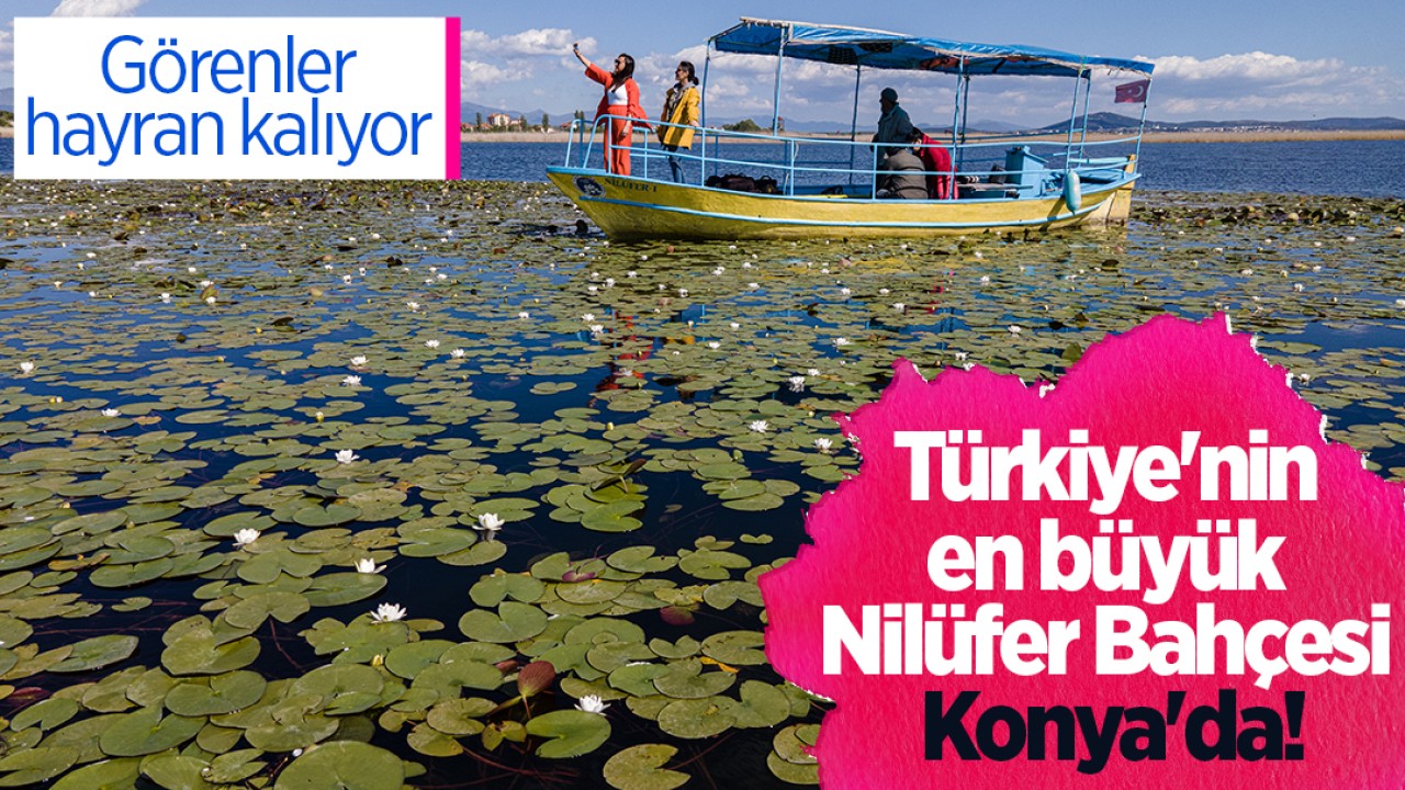 Türkiye'nin en büyük Nilüfer Bahçesi Konya'da! Görenler hayran kalıyor 
