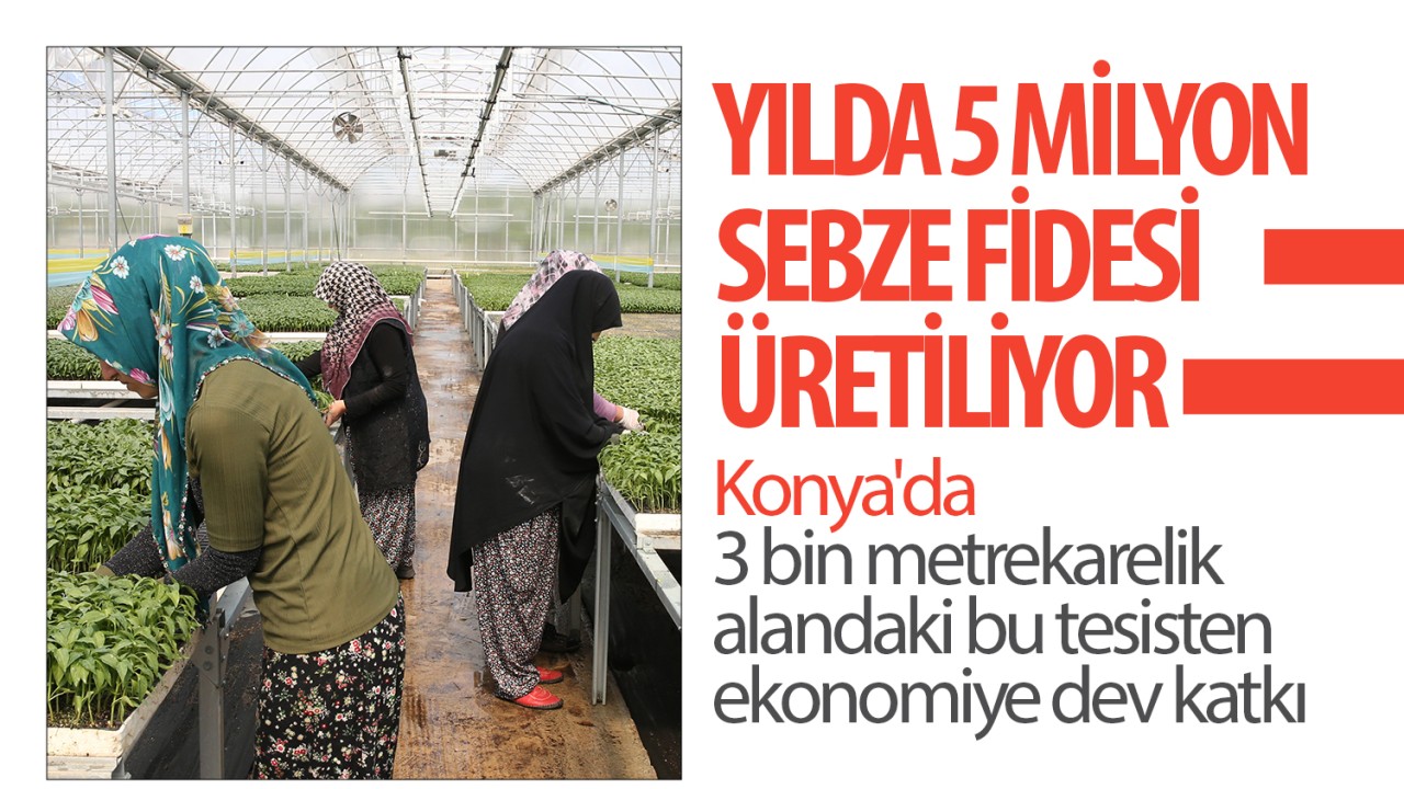 Yılda 5 milyon sebze fidesi üretiliyor: Konya'da 3 bin metrekarelik alandaki bu tesisten ekonomiye dev katkı