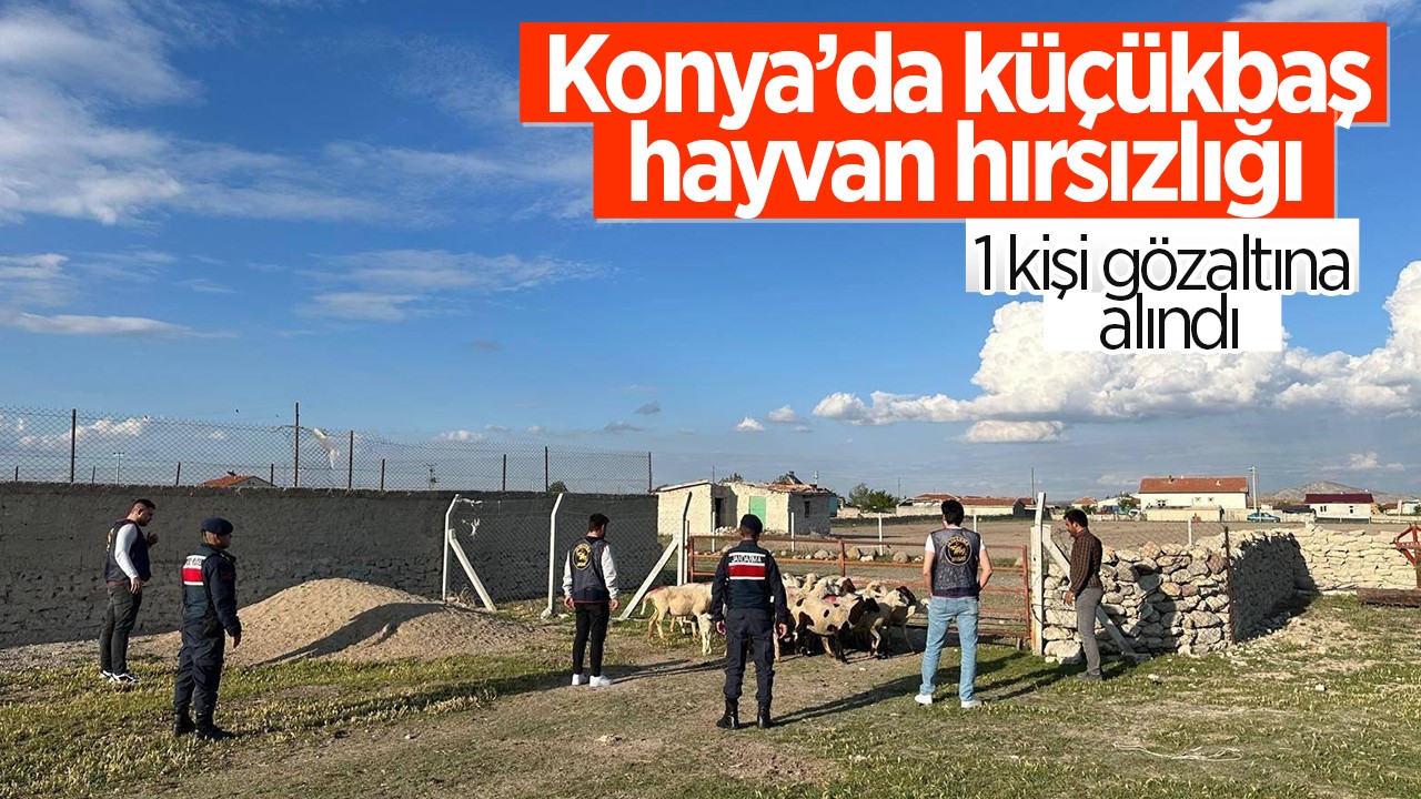 Konya’da küçükbaş hayvan hırsızlığı: 1 gözaltı