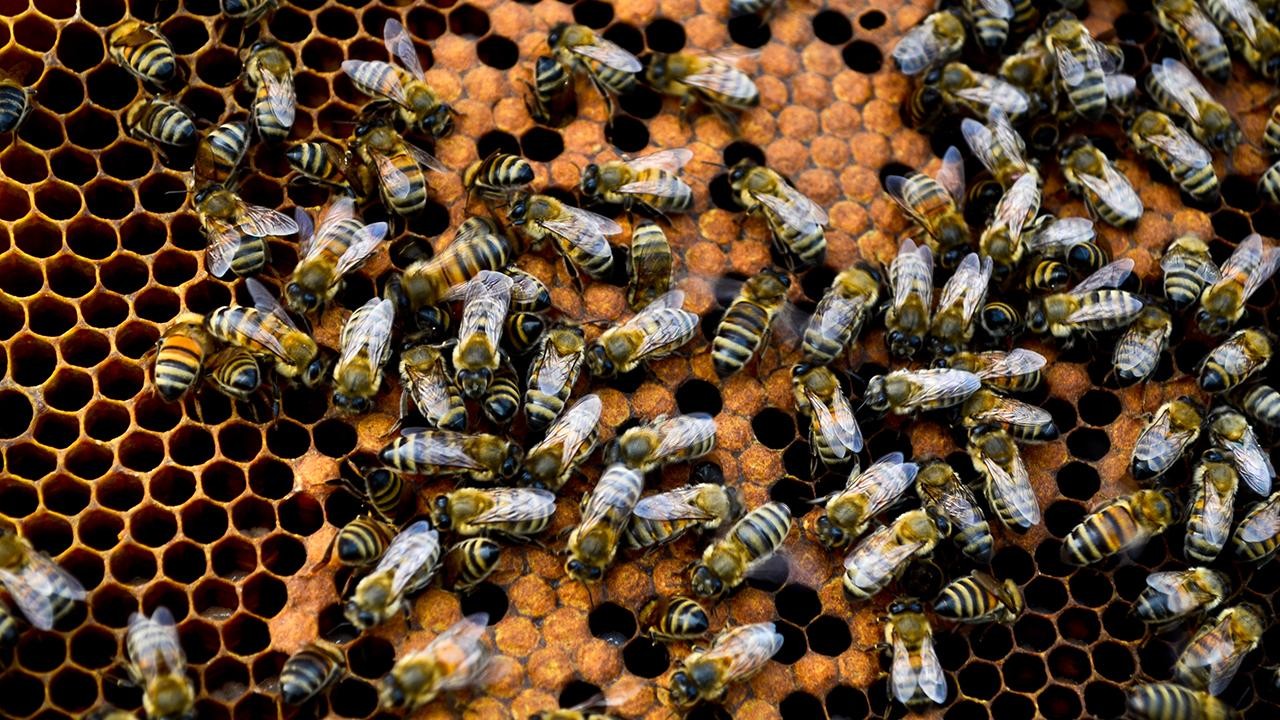 Bal dışındaki arı ürünleri de ülke ekonomisine 